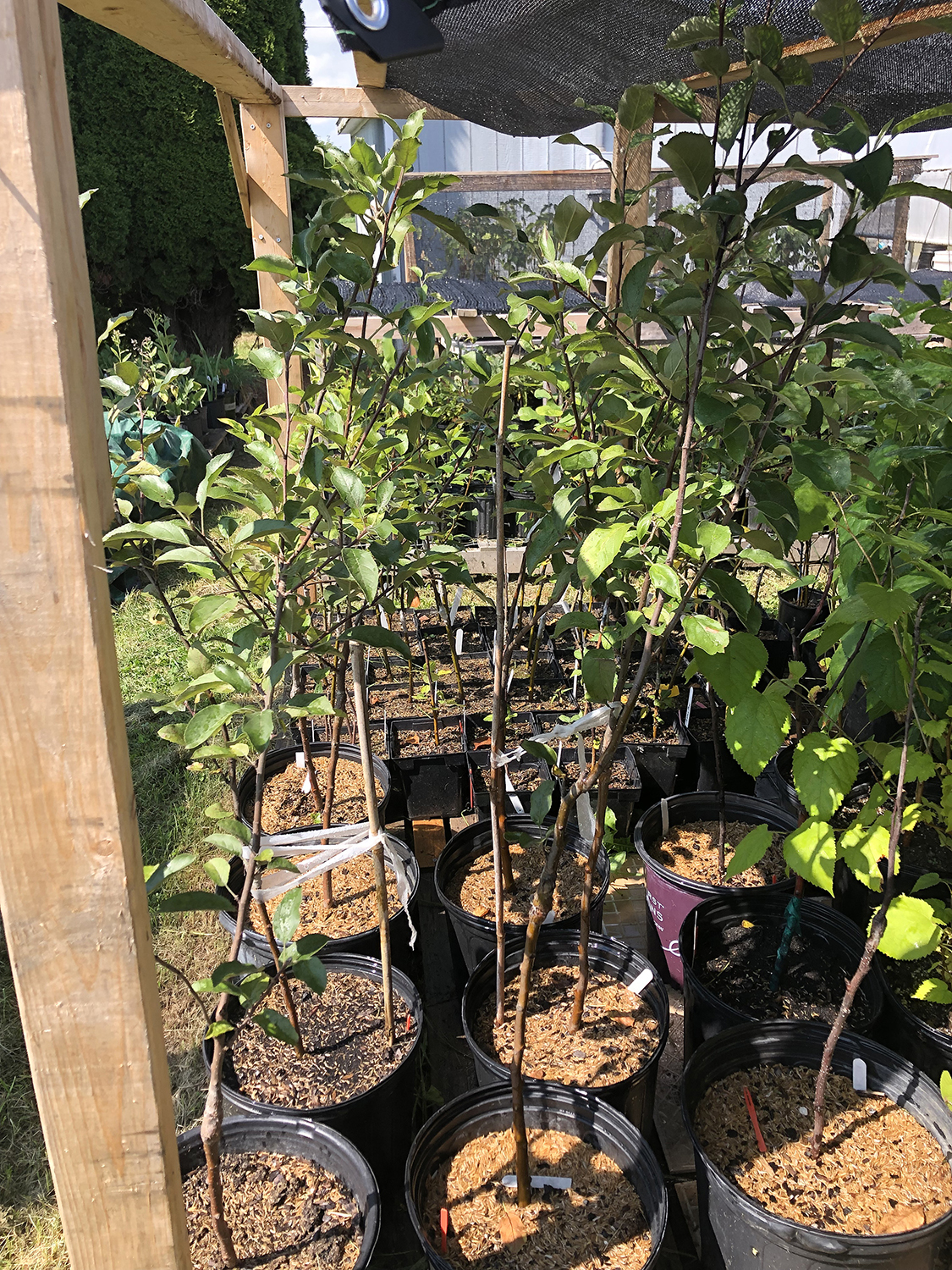 Semi-dwarf apple trees